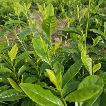 安吉早奶白茶苗，冬苗，夏苗，量大优惠，欢迎咨询