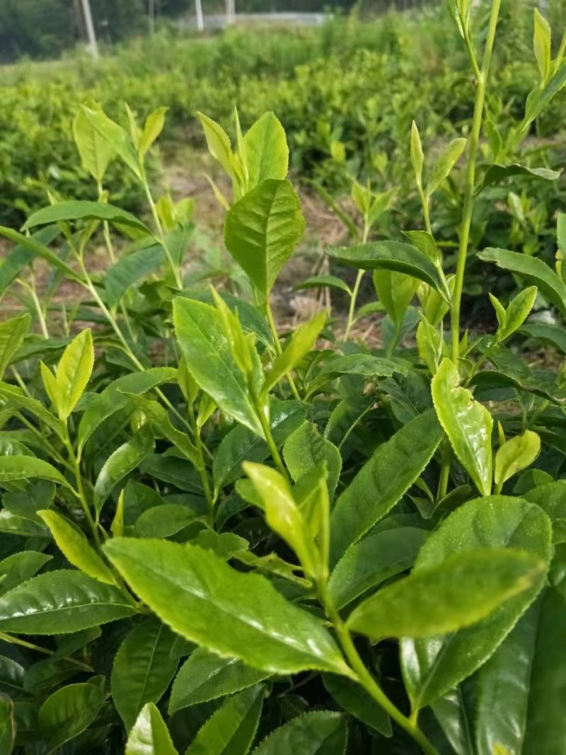 安吉早奶白茶苗，冬苗，夏苗，量大优惠，欢迎咨询