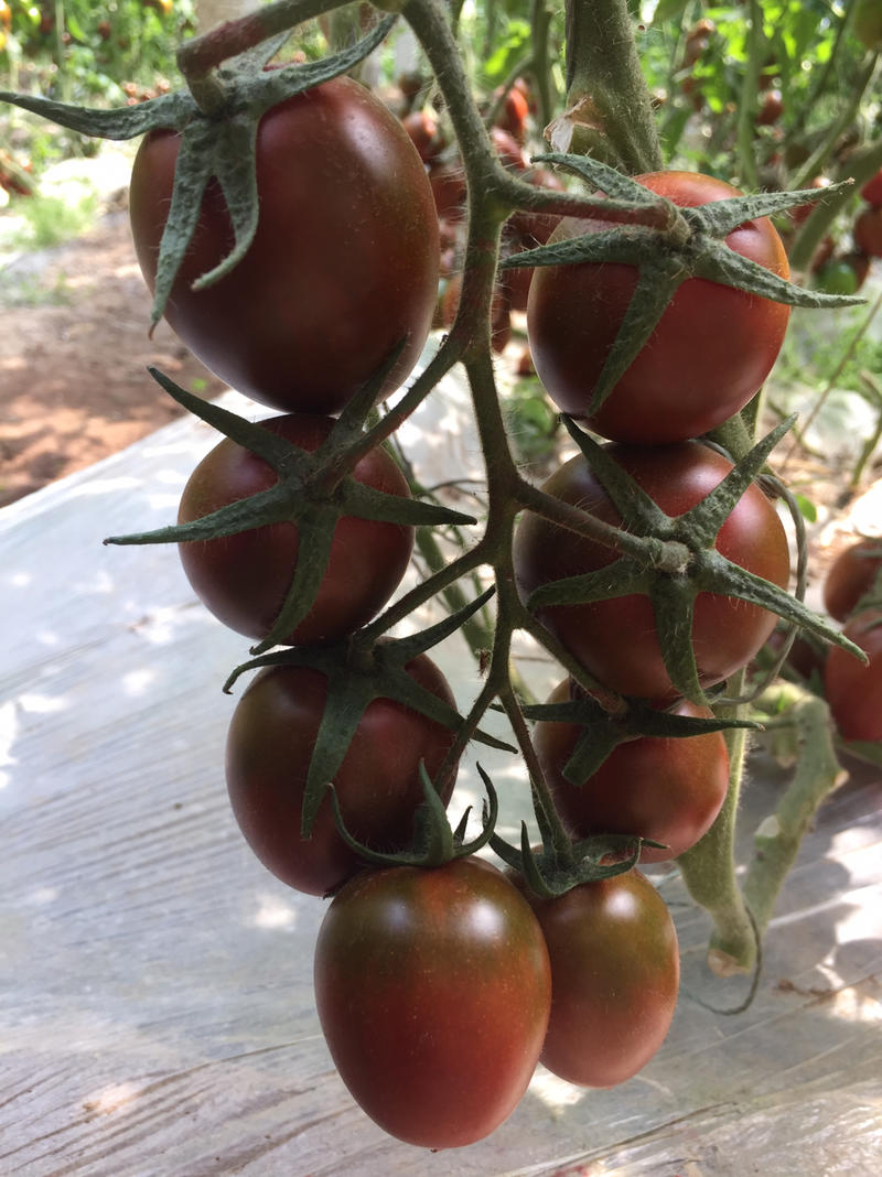 紫罗曼番茄西红柿苗子紫黑色巧克力卵圆型黄罗曼番茄西红柿苗