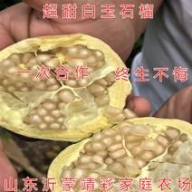 超甜白玉石榴苗品种石榴苗南北方种植品种包成活包品种