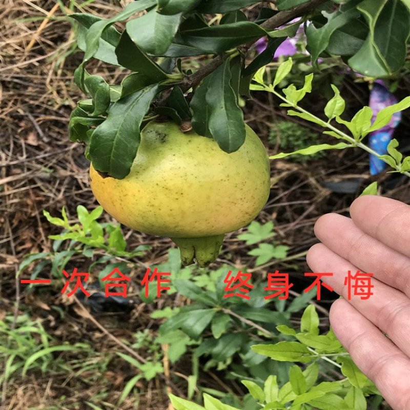 超甜白玉石榴苗品种石榴苗南北方种植品种包成活包品种