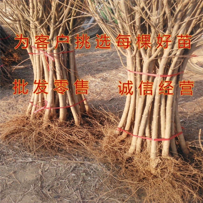 超甜白玉石榴苗品种石榴苗南北方种植品种包成活包品种