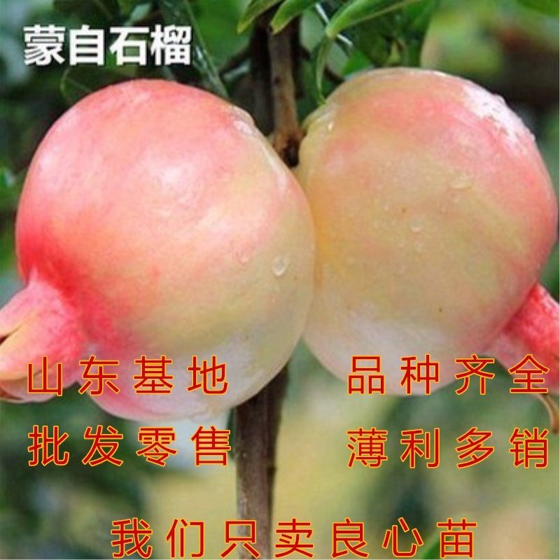 超甜白玉石榴苗品种石榴苗南北方种植品种包成活包品种