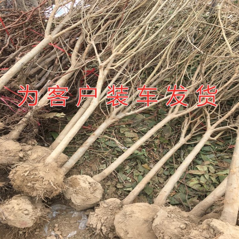 超甜白玉石榴苗品种石榴苗南北方种植品种包成活包品种