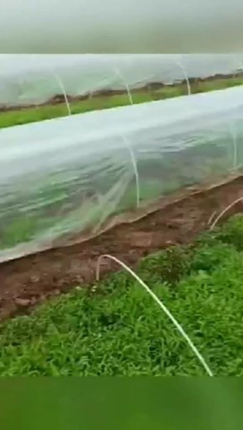 保温棚杆代替竹竿小拱棚杆玻纤杆拱棚杆