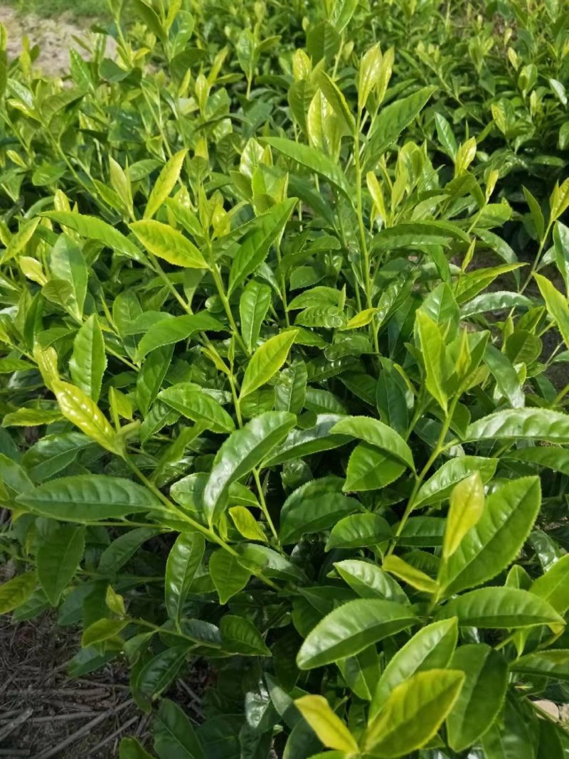 安吉早奶白茶苗，冬苗，夏苗，量大优惠，欢迎咨询