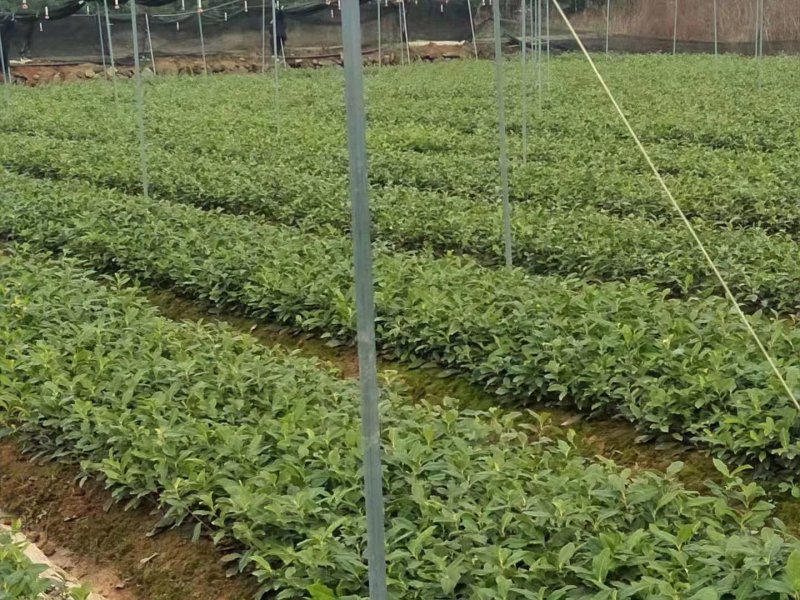 安吉早奶白茶苗，冬苗，夏苗，量大优惠，欢迎咨询