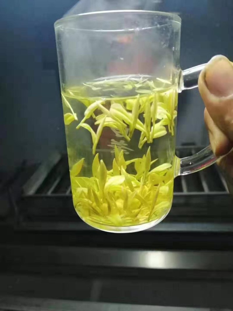 安吉白苗苗基地，量大优惠，技术指导，安吉奶白茶苗