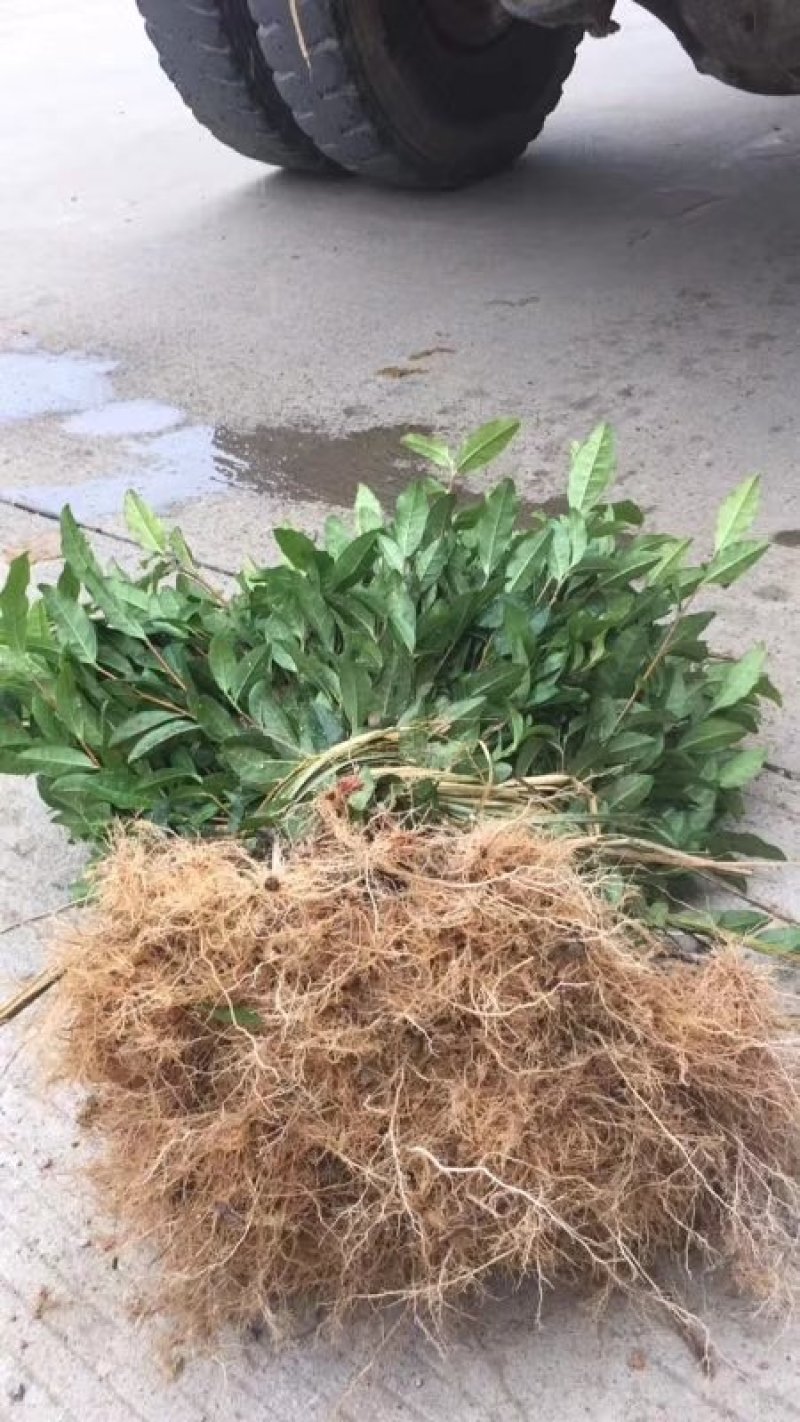 安吉白苗苗基地，量大优惠，技术指导，安吉奶白茶苗