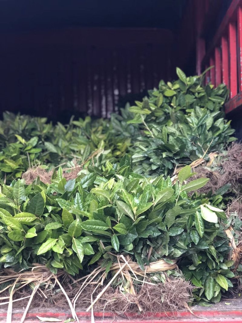安吉白苗苗基地，量大优惠，技术指导，安吉奶白茶苗