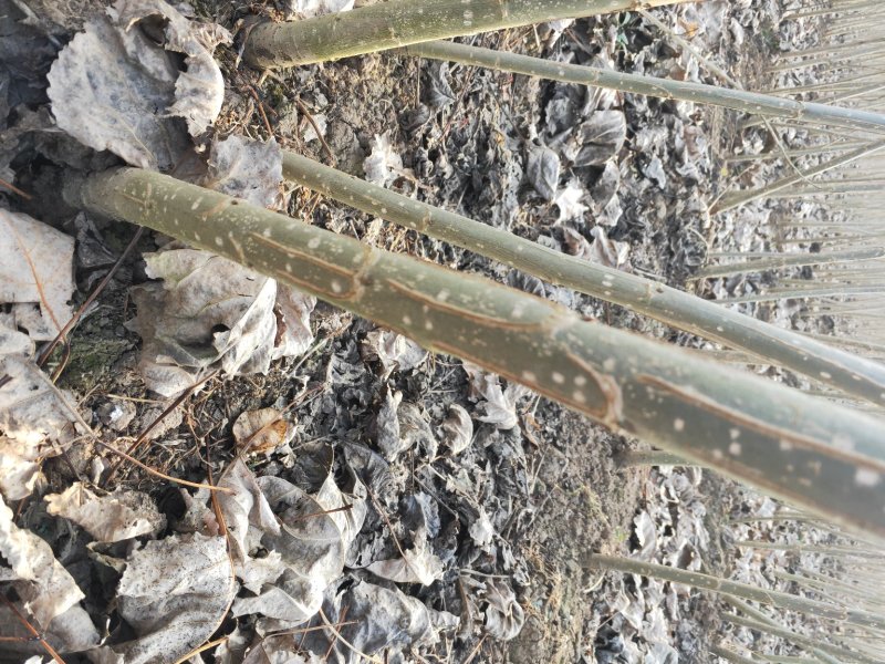 杨树苗单年生多年生树苗大田种植苗占地苗速生杨树苗无絮杨树