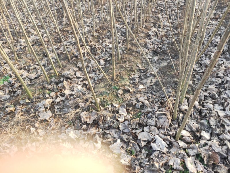 杨树苗单年生多年生树苗大田种植苗占地苗速生杨树苗无絮杨树