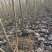 杨树苗单年生多年生树苗大田种植苗占地苗速生杨树苗无絮杨树