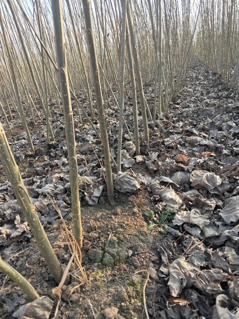 杨树苗单年生多年生树苗大田种植苗占地苗速生杨树苗无絮杨树