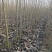 杨树苗单年生多年生树苗大田种植苗占地苗速生杨树苗无絮杨树
