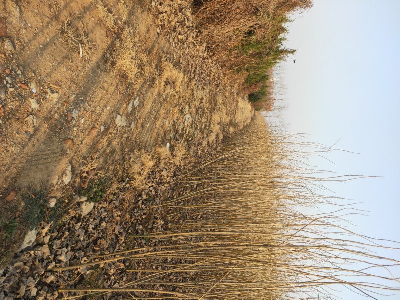 杨树苗单年生多年生树苗大田种植苗占地苗速生杨树苗无絮杨树