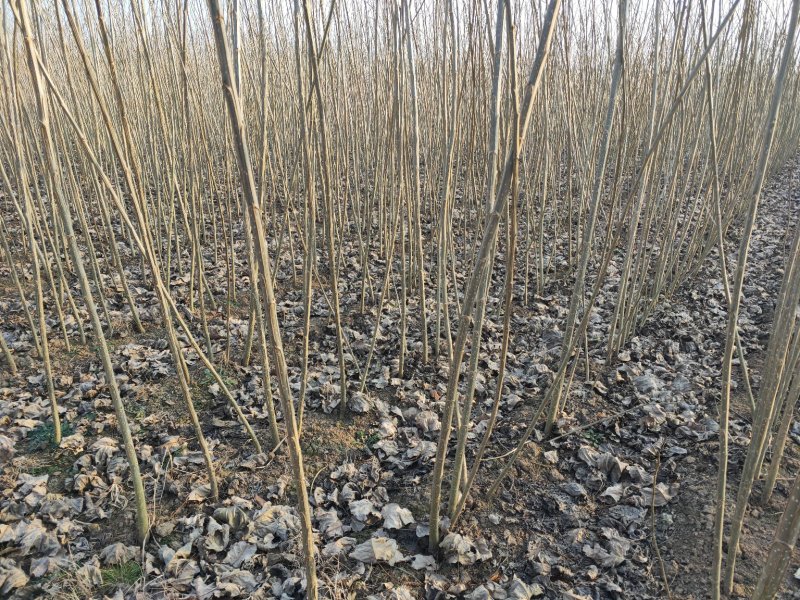 杨树苗单年生多年生树苗大田种植苗占地苗速生杨树苗无絮杨树