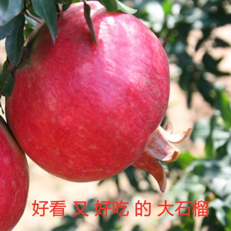 蒙阳红大石榴苗品种石榴苗南北方种植品种石榴苗品种石榴