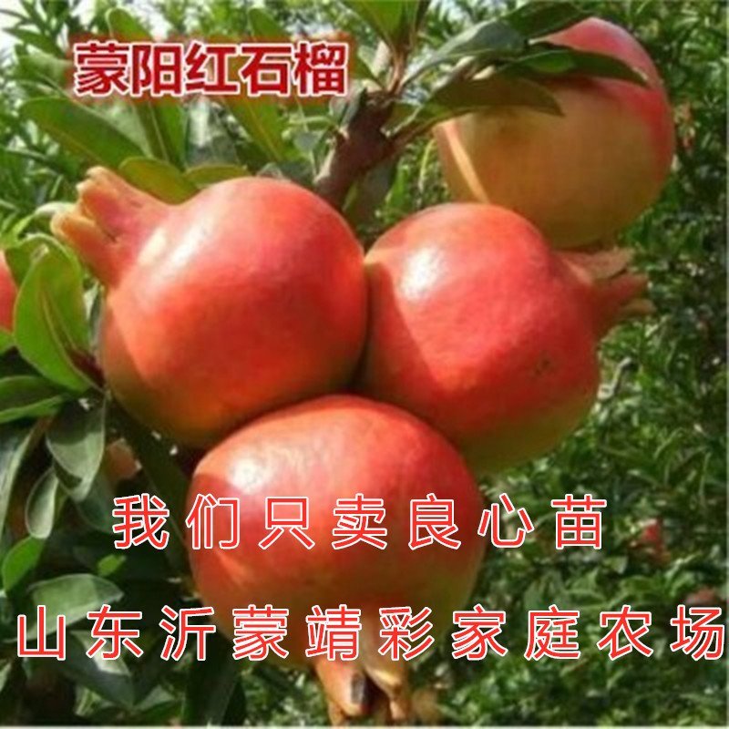 蒙阳红大石榴苗品种石榴苗南北方种植品种石榴苗品种石榴