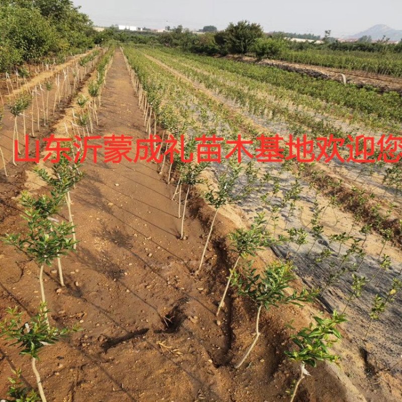 蒙阳红大石榴苗品种石榴苗南北方种植品种石榴苗品种石榴