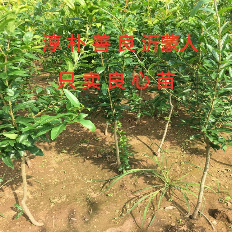 蒙阳红大石榴苗品种石榴苗南北方种植品种石榴苗品种石榴