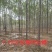 【山东苗圃直发】白蜡1-18公分工程苗裸根土球均可提供！