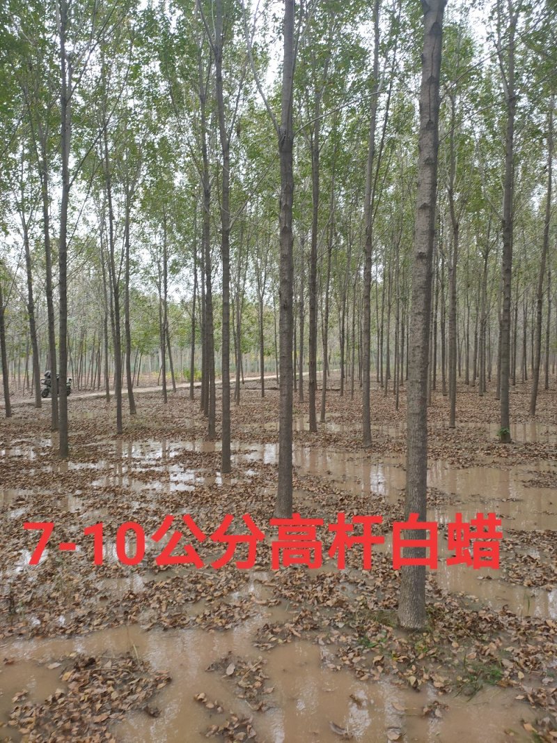 【山东苗圃直发】白蜡1-18公分工程苗裸根土球均可提供！