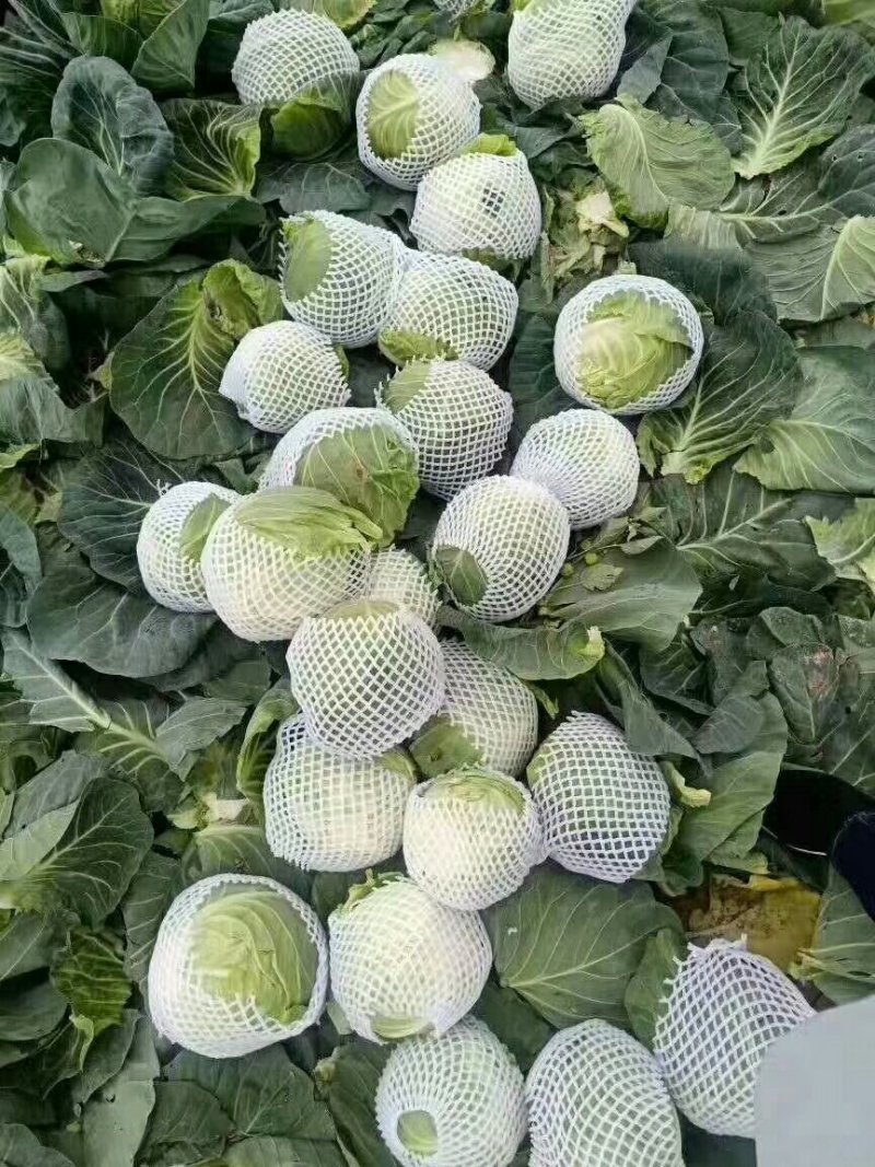 湖北甘蓝旺旺包菜，1斤到2斤，基地直供，质优价廉