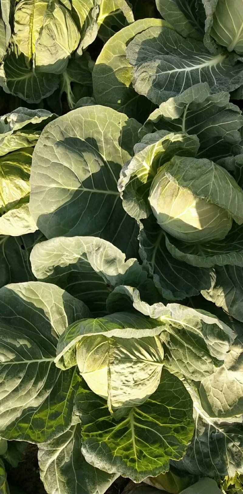 湖北甘蓝旺旺包菜，1斤到2斤，基地直供，质优价廉