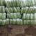 〔北京三号〕大白菜万亩基地直采可视频看货品质保障