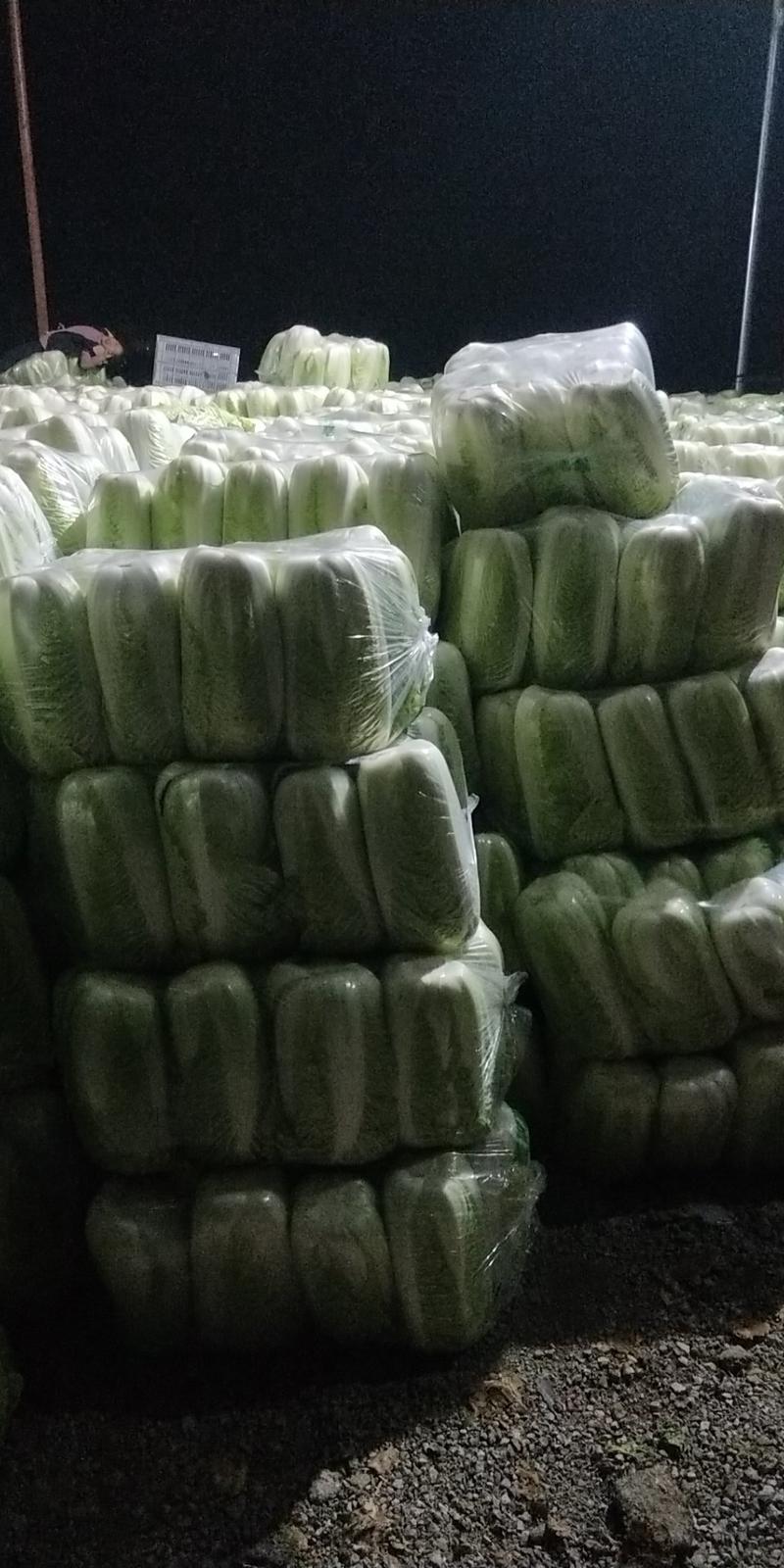 〔北京三号〕大白菜万亩基地直采可视频看货品质保障