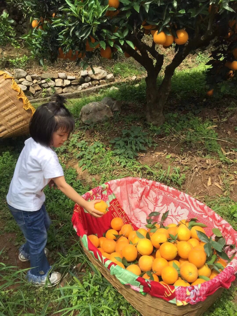 秭归脐橙原产地直发水果新鲜可视频看货
