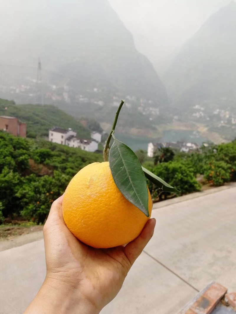 秭归脐橙原产地直发水果新鲜可视频看货