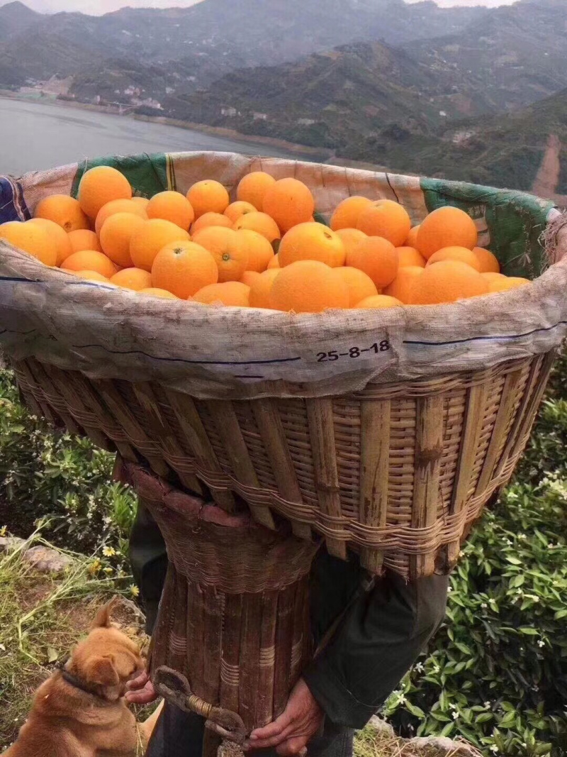 秭归脐橙原产地直发水果新鲜可视频看货