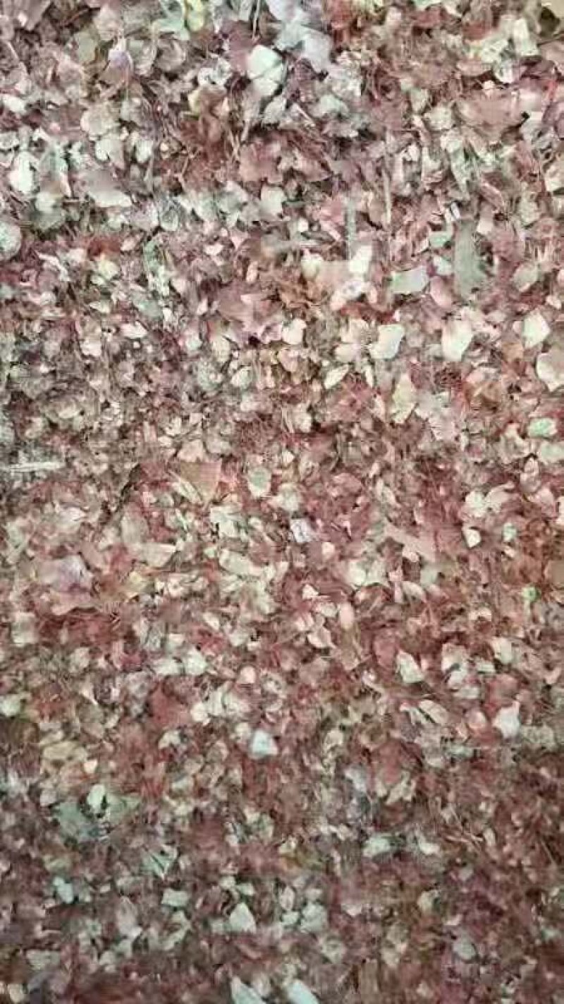 现货供应喷浆玉米皮，牛羊饲料大片玉米纤维，家禽饲料玉米糠