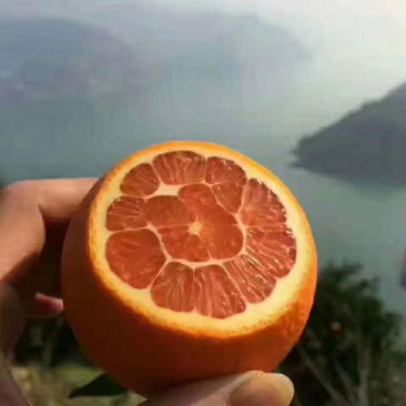 血橙秭归脐橙产地直发水果可视频看货
