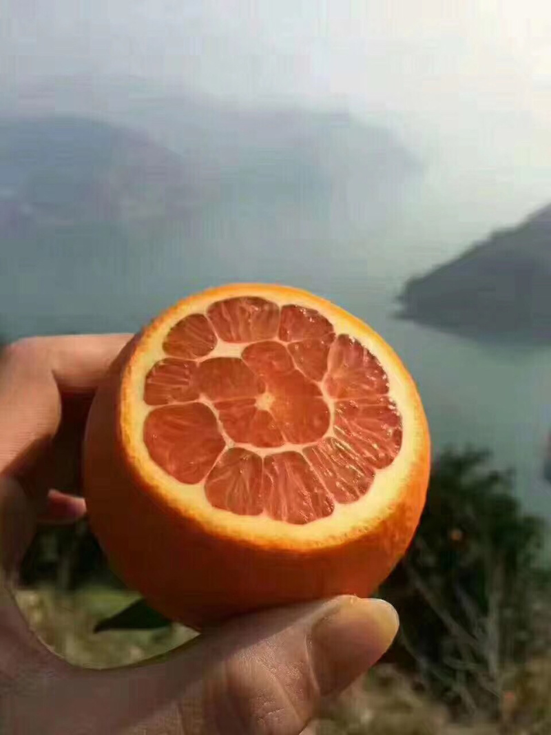 血橙秭归脐橙产地直发水果可视频看货