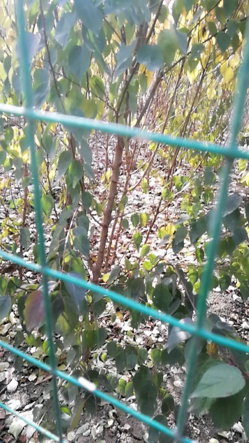 杏树苗，山杏树苗，嫁接成品苗，及工程用树苗。