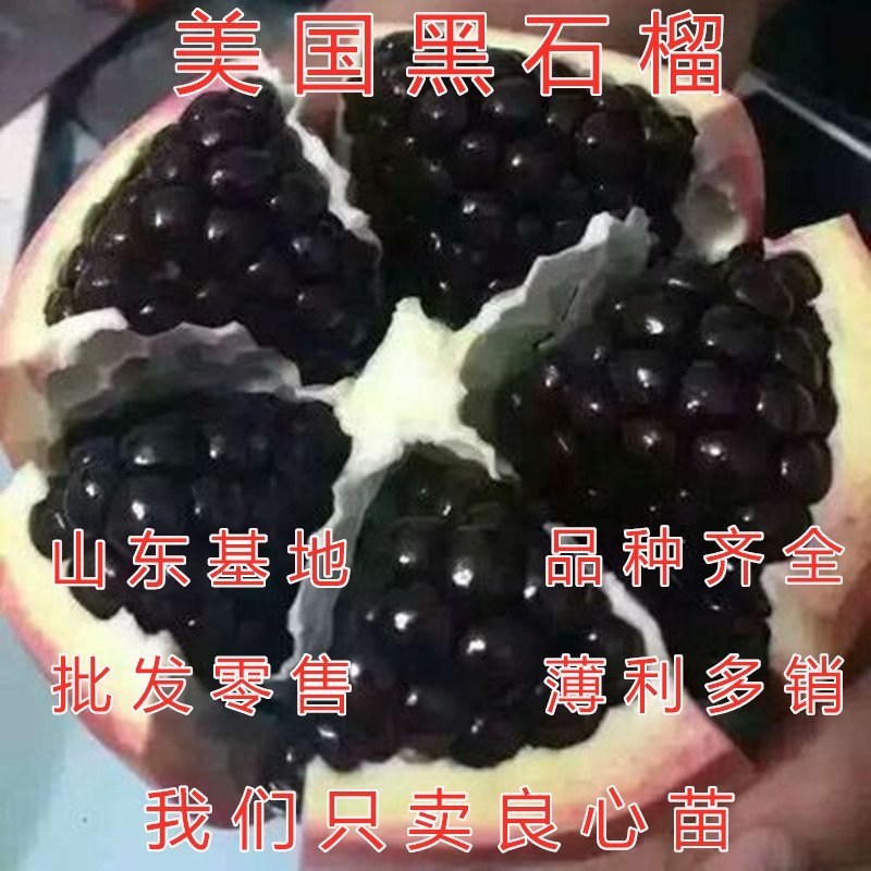 美国黑石榴苗品种石榴苗南北方种植石榴苗盆栽地栽石榴
