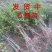 美国黑石榴苗品种石榴苗南北方种植石榴苗盆栽地栽石榴