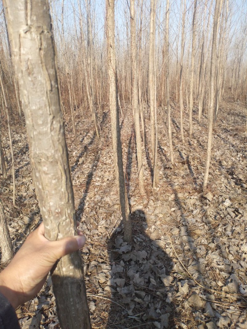 杨树白杨树无絮杨树4-5-6-7公分苗圃大量供应