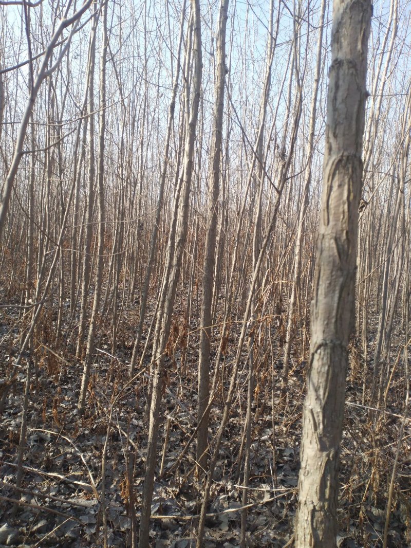 杨树白杨树无絮杨树4-5-6-7公分苗圃大量供应