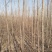 杨树白杨树无絮杨树4-5-6-7公分苗圃大量供应