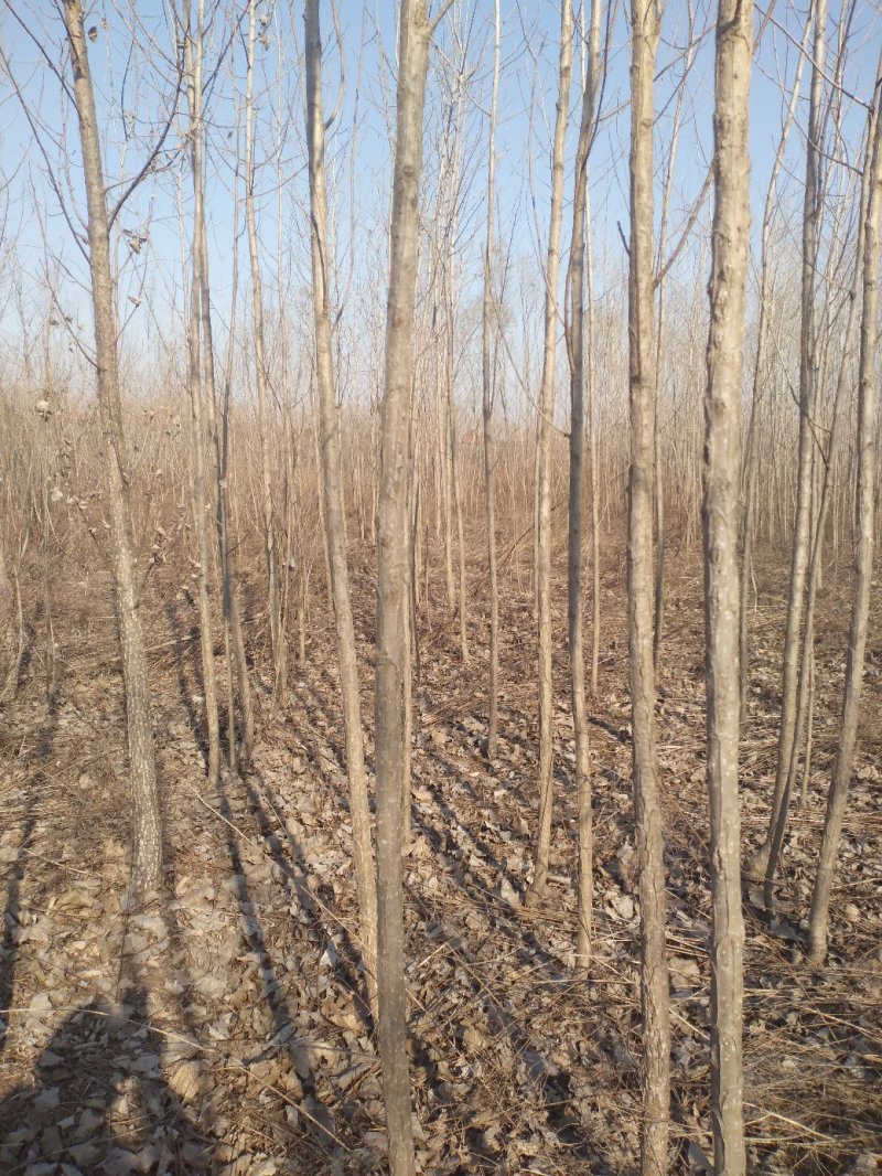 杨树白杨树无絮杨树4-5-6-7公分苗圃大量供应