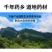 男人就该硬正宗中药材淫羊藿野生小叶大不同