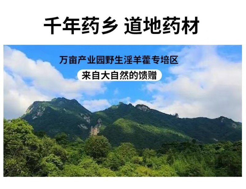 男人就该硬正宗中药材淫羊藿野生小叶大不同