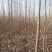 杨树白杨树无絮杨树4-5-6-7公分苗圃大量供应