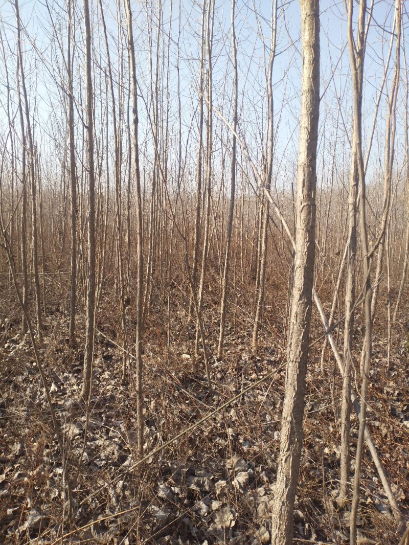 杨树白杨树无絮杨树4-5-6-7公分苗圃大量供应