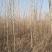 杨树白杨树无絮杨树4-5-6-7公分苗圃大量供应