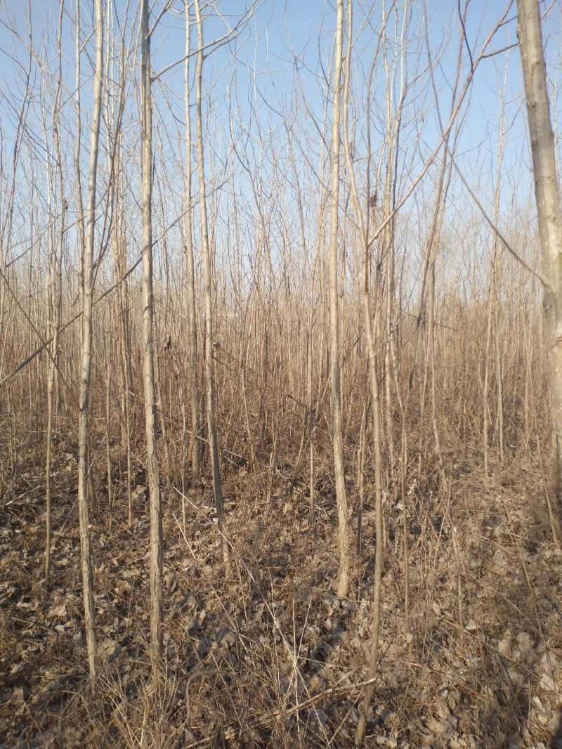 杨树白杨树无絮杨树4-5-6-7公分苗圃大量供应